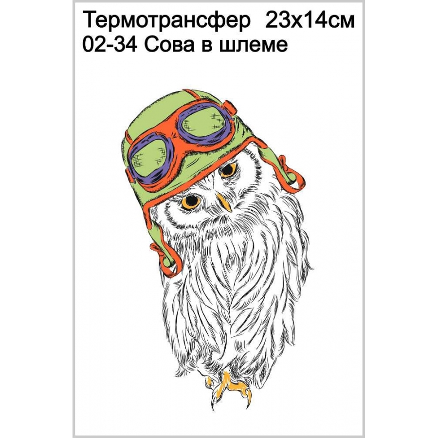 Сова в шлеме