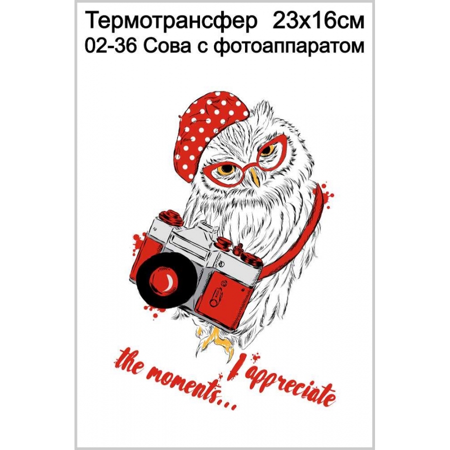 Сова с фотоаппаратом